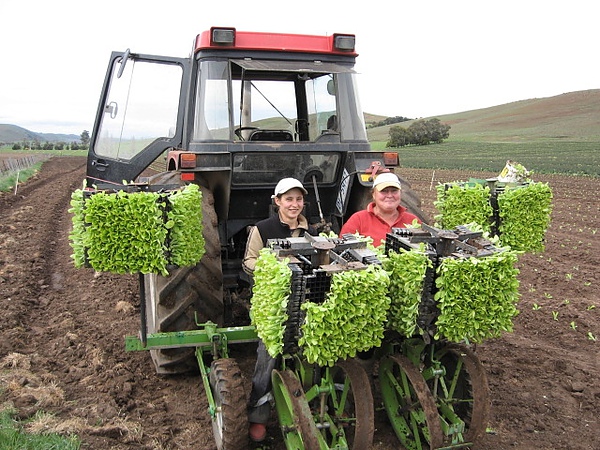 tasmania13(farm).JPG