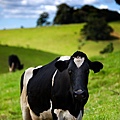 maleny cow.jpg