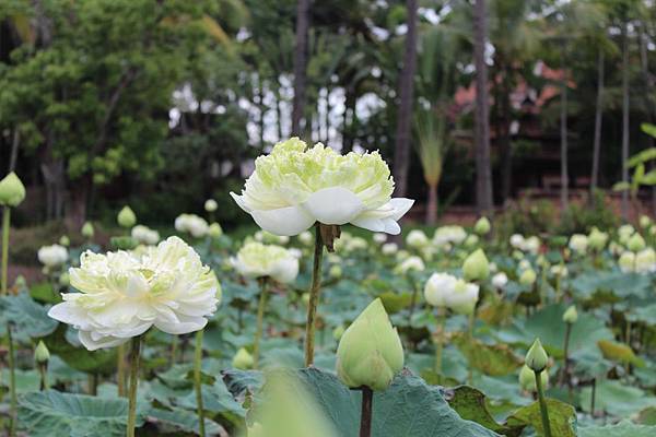 Chiang Mai Dhara Dhevi3