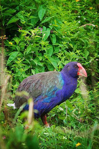 Hamilton & Waikato(MAUNGATAUTARI RESERVE2