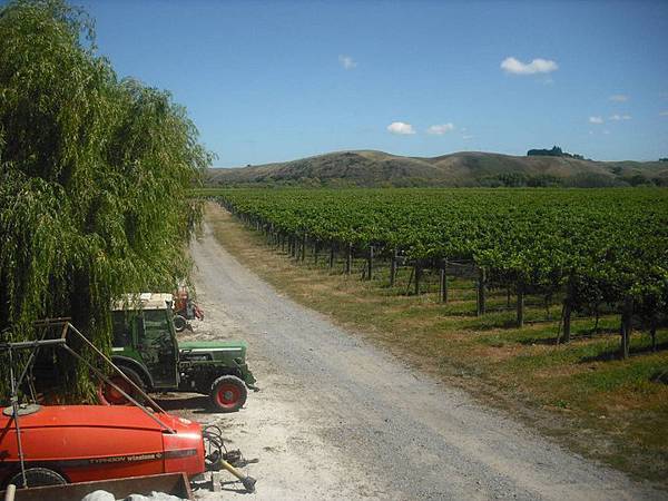 MILLS REEF WINERY10(TAURANGA