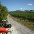 MILLS REEF WINERY10(TAURANGA