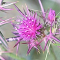 Thistle