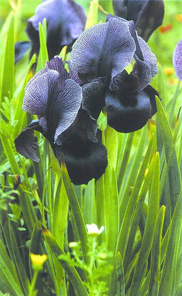 Black Iris