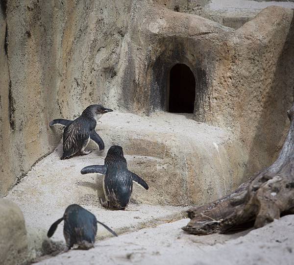 Pengion Cove 2, National Aquarium, Napier, Hawke's Bay NZ