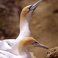 Gannets Up Close 1, Cape Kidnappers, Hawke's Bay, NZ