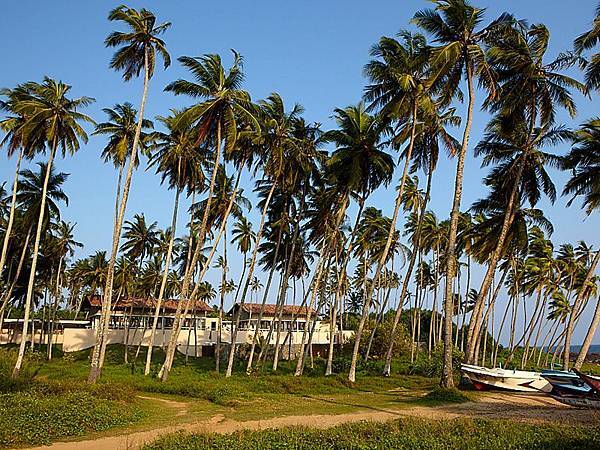 AMANWELLA19(TANGALLE SRI LANKA