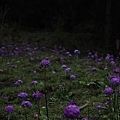 BHUTANTOURISM(PRIMULA DENTICULATA2