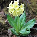 BHUTANTOURISM(YELLOW PRIMROSE