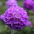 BHUTANTOURISM(PRIMULA DENTICULATA