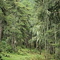 BHUTANTOURISM(PHOBJIKHA FOREST