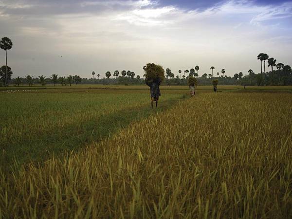 Kerala Tourism(Rice Harvest.jpg
