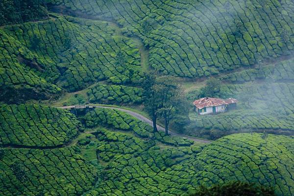 Munnar Tourism23.jpg