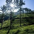 Vagamon(Tea Plantations.jpg