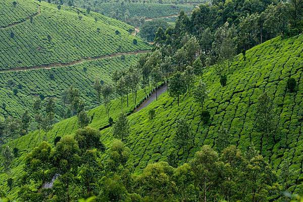 Munnar Tourism2.jpg