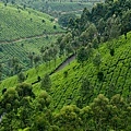 Munnar Tourism2.jpg