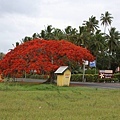 COOK ISLANDS(IMAGE)16.jpg