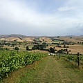 Pegasus Bay Winery, Vineyard, and Restaurant.jpg