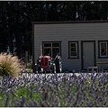 wanaka lavender farm3.jpg