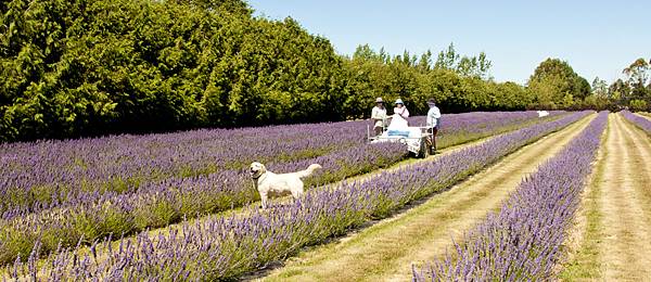 Ashburton Framers corner(Lavender farm1.jpg