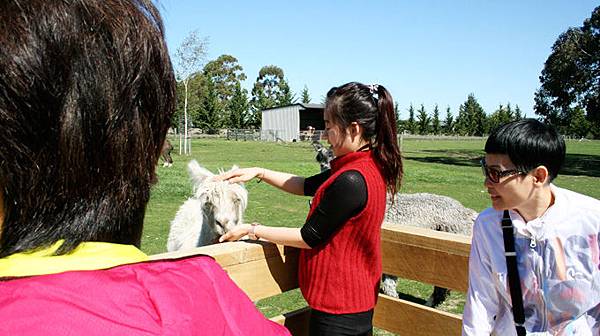 Ashburton Framers corner(Alpaca farm2.jpg