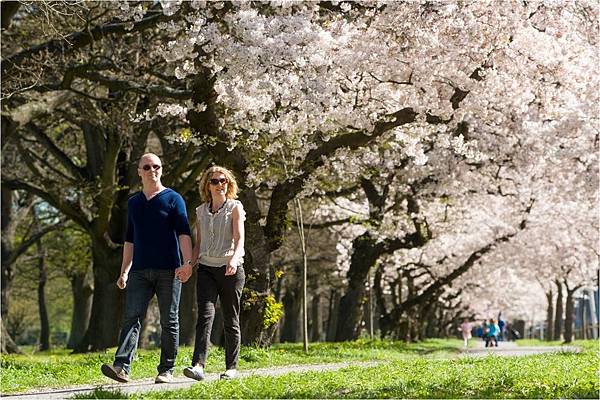CHC(SAKURA FLOWER.jpg CHC(SAKURA FLOWER.jpg