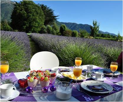 KAIKOURA(LAVENDER FARM1.jpg