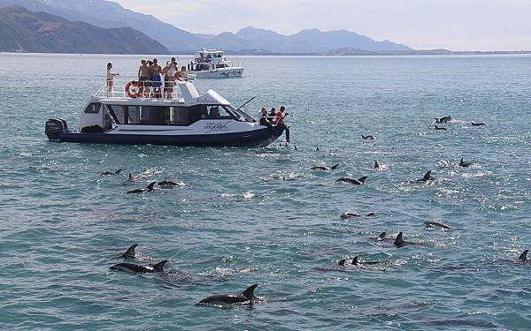 DOLPHIN ENCOUNTER(KAIKOURA (1).jpg