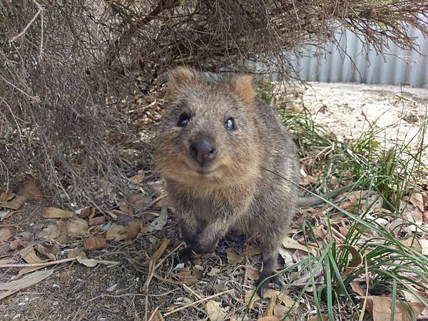 Rottnest Island (9).jpg