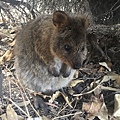 QUOKKA (3).jpg