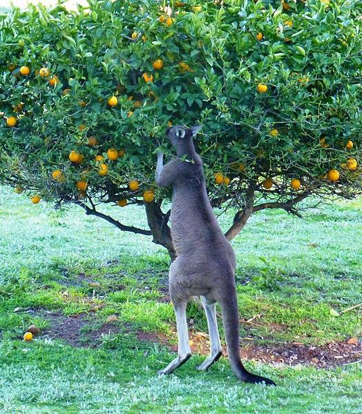 Swan Valley(Darling Range Homestay