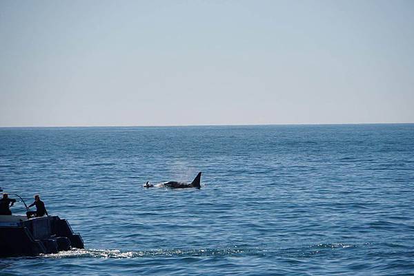 KAIKOURA(WHALE (3).jpg