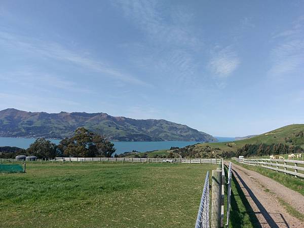 SHAMARRA ALPACAS FARM (17).jpg