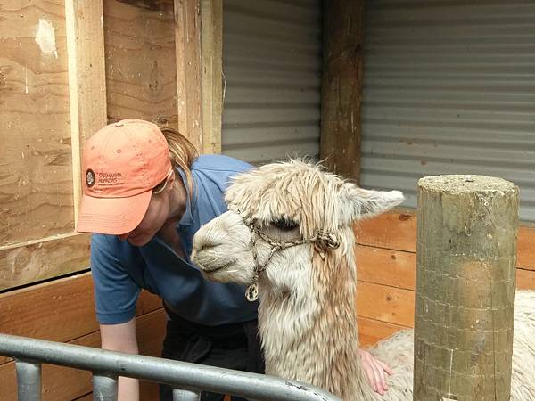 SHAMARRA ALPACAS FARM (16).jpg