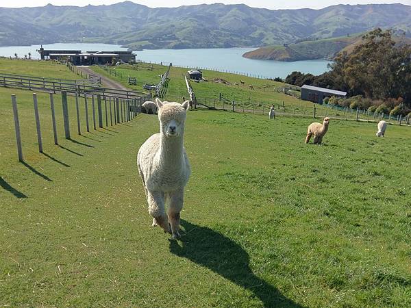 SHAMARRA ALPACAS FARM (24).jpg