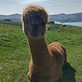 SHAMARRA ALPACAS FARM (26).jpg