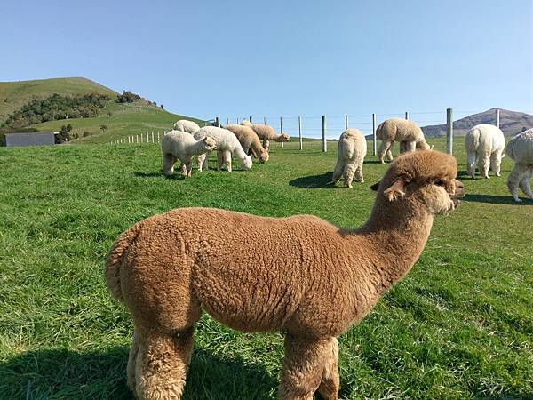 SHAMARRA ALPACAS FARM (33).jpg