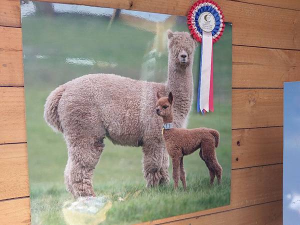 SHAMARRA ALPACAS FARM (7).jpg