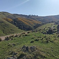 SCENIC NATURE TOUR(AKAROA (14).jpg