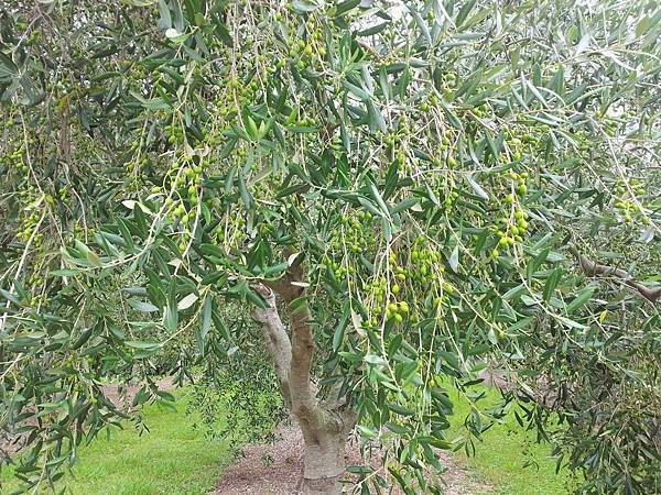 Matakana Tours(AKL;OLIVE TREE.jpg