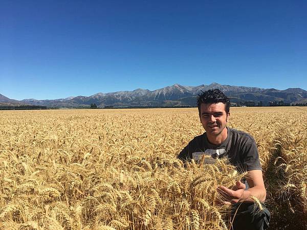 Amano rest(Auckland;Canterbury hgrow the beautiful wheat.jpg