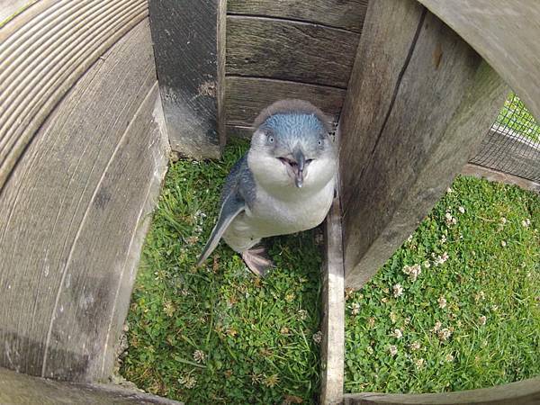 POHATU PENGUINS(AKAROA18.jpg