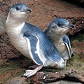 POHATU PENGUINS(AKAROA9.jpg