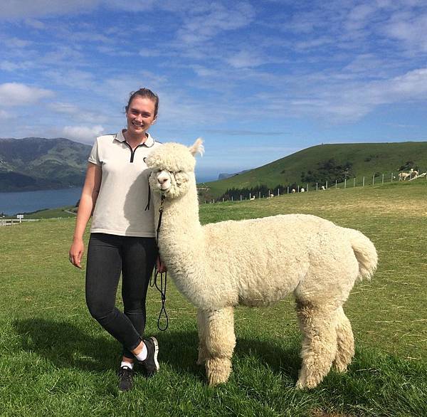 SHAMRRA ALPACAS(AKAROA9.jpg