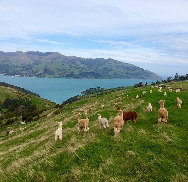 SHAMRRA ALPACAS(AKAROA4.jpg