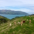 SHAMRRA ALPACAS(AKAROA4.jpg