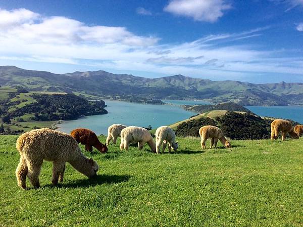 SHAMRRA ALPACAS(AKAROA2.jpg