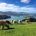 SHAMRRA ALPACAS(AKAROA2.jpg