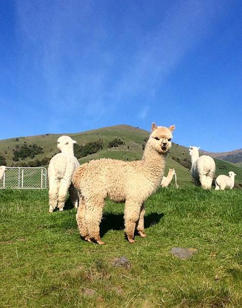 SHAMRRA ALPACAS(AKAROA3.jpg