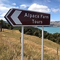 SHAMRRA ALPACAS(AKAROA1.jpg